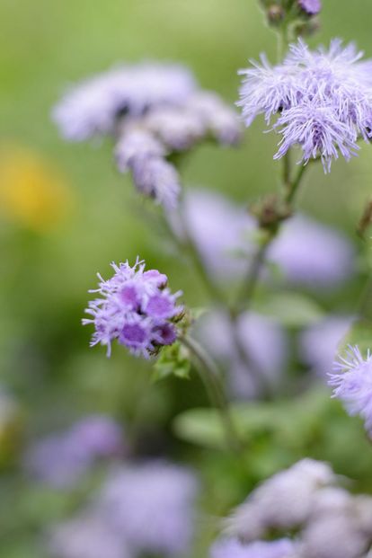 Blüten im Schlossgarten Weikersheim