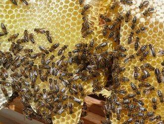 Kloster Schussenried, Bienenvolk im Klostergarten