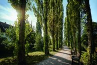 Château résidentiel de Mergentheim, l’allée de peupliers 