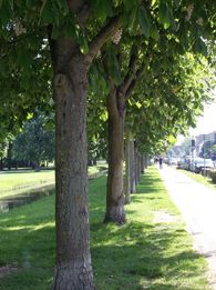 Rosskastanien am Rande des Schlossgartens