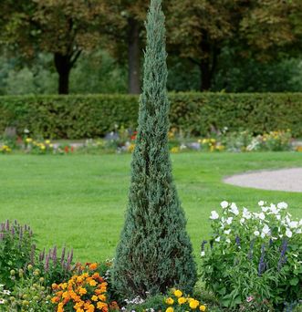 Eibe im Schlossgarten Weikersheim