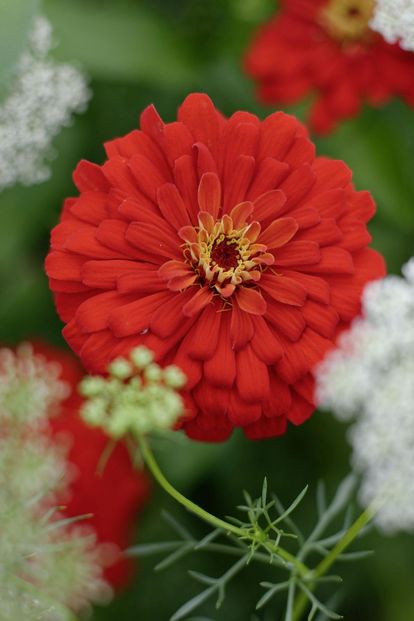 Blüten im Schlossgarten Weikersheim