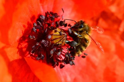 Schloss und Schlossgarten Weikersheim, Weltbienentag