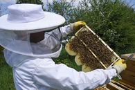 Schloss Bruchsal, Imker mit Bienenwabe