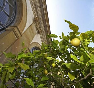 Zitrusfrucht vor Orangerie im Schlossgarten Weikersheim