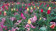 Botanischer Garten Karlsruhe, Tulpen