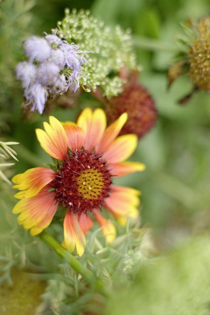 Blüten im Schlossgarten Weikersheim