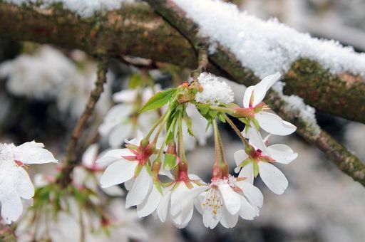 Kirschblüte