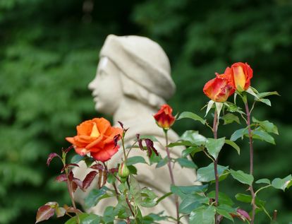 Rosengarten von Schloss Weikersheim, Foto: Staatliche Schlösser und Gärten Baden-Württemberg, Sonja Wünsch